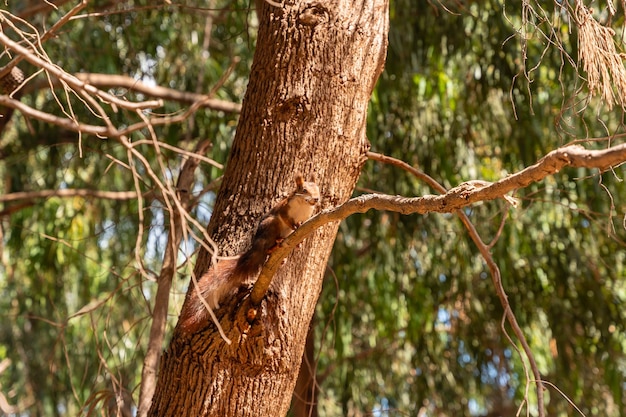 Ein Eichhörnchen bei Sonnenuntergang auf einem Baum im Naturpark Lagunas de la Mata in Torrevieja