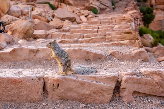 Ein Eichhörnchen, das mit Touristen in South Kaibab Trailhead spielt. Grand Canyon, Arizona