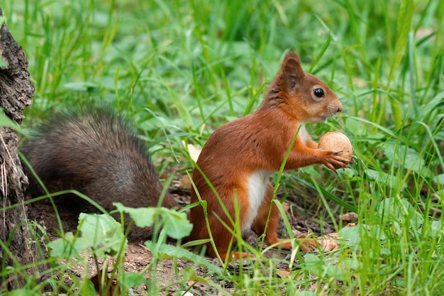 Ein Eichhörnchen mit einer Nuss