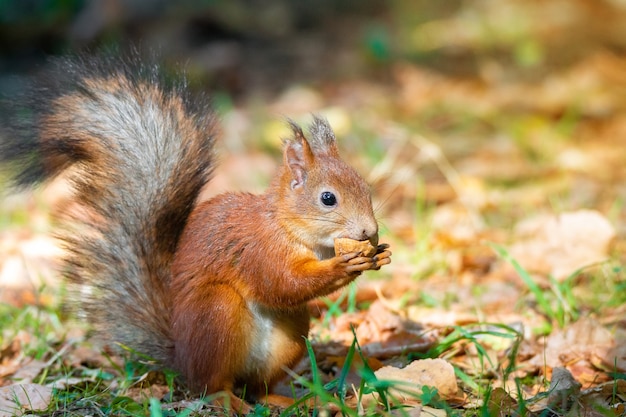 Ein Eichhörnchen mit einer Nuss