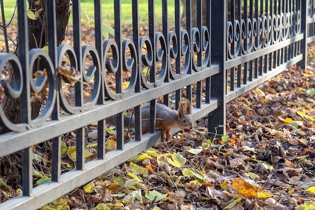 Ein Eichhörnchen ragt im Herbst in einem Park mit einer Nuss im Maul unter einem Metallzaun hervor.