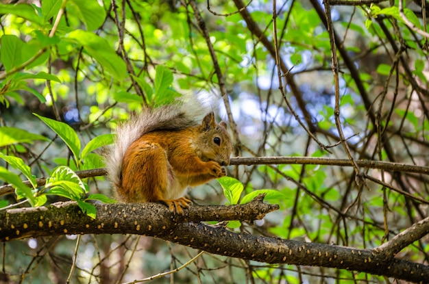 Foto ein eichhörnchen sitzt auf einem ast und frisst eine nuss.