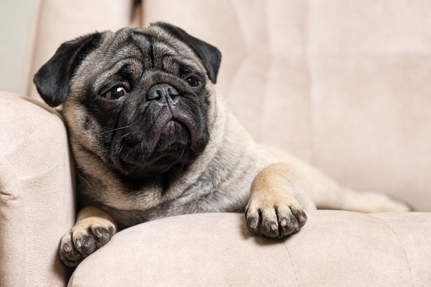 Ein einjähriger Mops liegt auf einem hellbeigen Sofa, ein Platz für Text