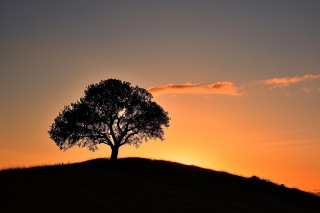 Foto ein einsamer baum auf einem hügel, dessen silhouette gegen den sonnenuntergang steht