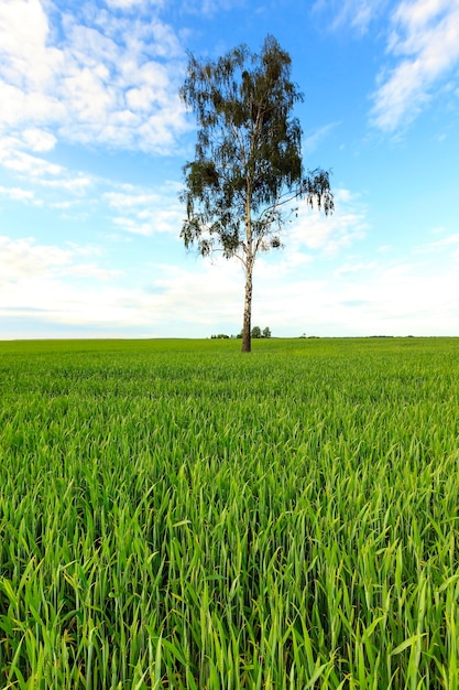 Ein einsamer Baum, der auf landwirtschaftlichem Feld wächst.