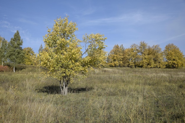 Ein einsamer Baum in einem Feld im Bezirk Sengileyevsky der Region Uljanowsk Russland