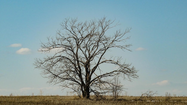 Ein einsamer Baum ohne Blätter in einem Feld
