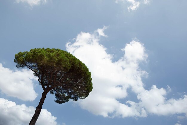 Ein einsamer Baum und ein Sommerhimmel