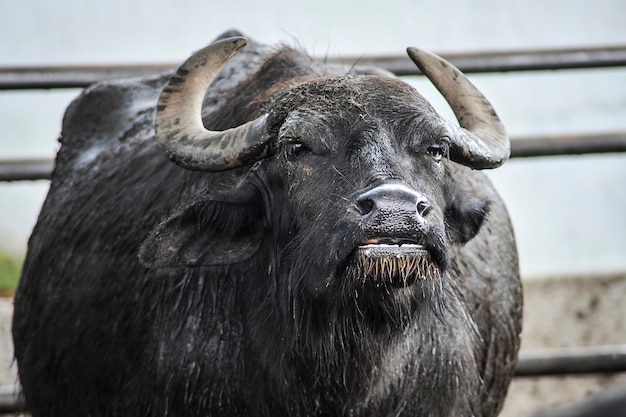 Ein einsamer Büffelbulle mit großen gebogenen Hörnern.