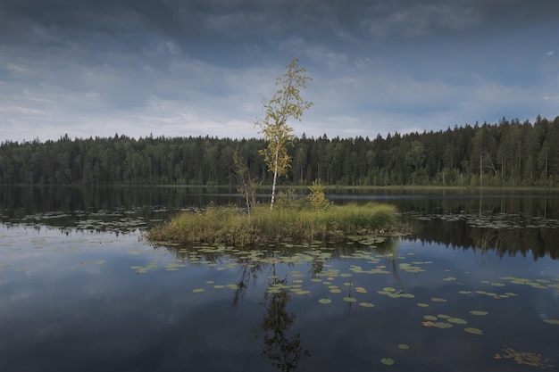 Foto ein einsamer junger birkenbaum auf einer kleinen insel in einem waldsee