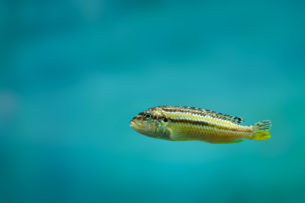 Ein einsamer kleiner Fisch auf blauem Hintergrund mit Kopienraum.