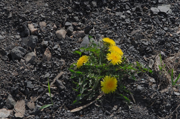 Ein einsamer Löwenzahn mit Blumen auf grauem Boden