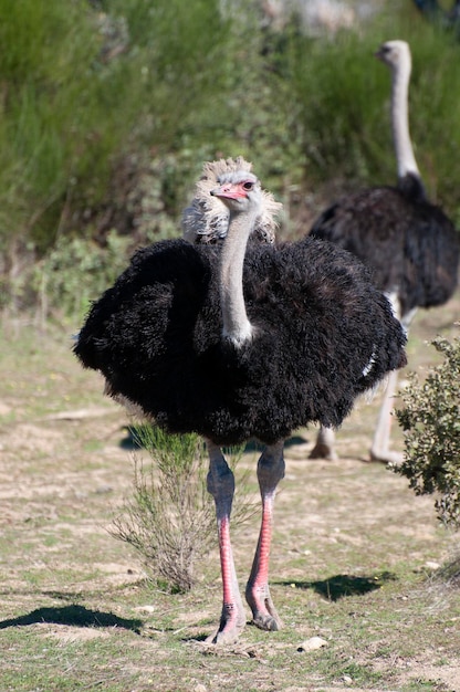 Ein einsamer Strauß, majestätisch gegen eine weite afrikanische Landschaft. Langer Hals, durchsuchende Augen, eine wilde Geschichte der ungezähmten Savanne