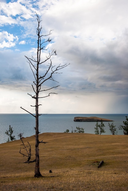 Ein einsamer, trockener, toter Baum steht am Ufer des Baikalsees. Sehen Sie sich die Insel an