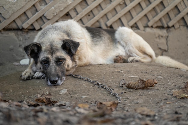 Ein einsamer und trauriger Wachhund an einer Kette in der Nähe einer Hundehütte im Freien