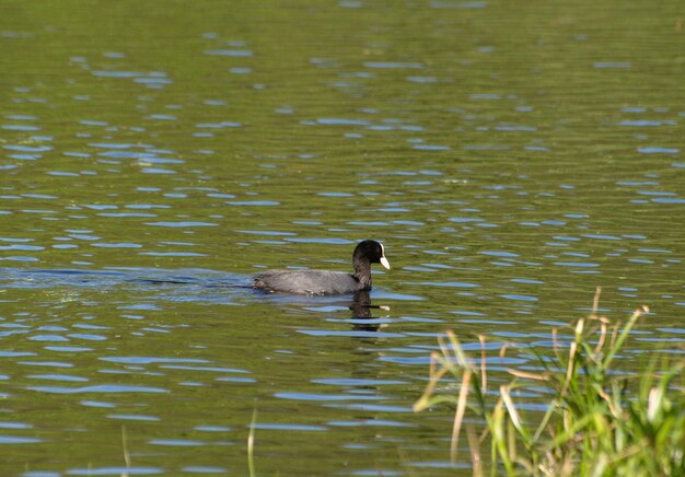 Ein einsames Blässhuhn Fulica atra schwimmt in einem Waldsee an einem Maimorgen Region Moskau Russland