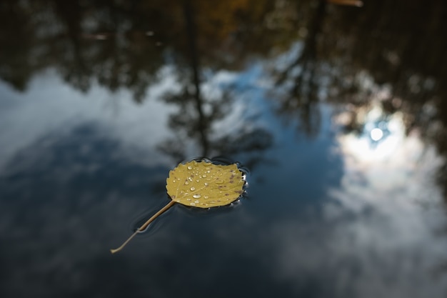 Ein einsames Blatt im Seewasser, Herbstwald