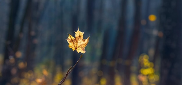 Ein einsames gelbes Ahornblatt in einem dunklen Wald Herbstwald