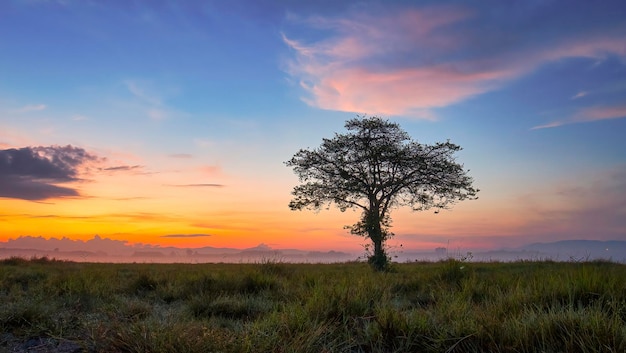 Ein einzelner Baum am Morgen