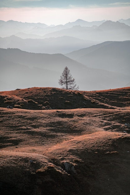 Ein einzelner Baum mit Bergschichten im Hintergrund Herbstfarben Filzmoos Salzburg Österreich