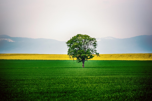 Ein einzelner Baum