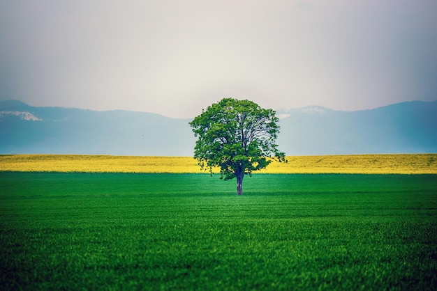 Ein einzelner Baum