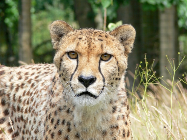 Ein einzelner Gepard im Freien in einer Zooumgebung