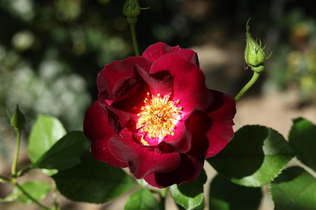 ein einzelner heller Rosenblütenkopf im Sommergarten