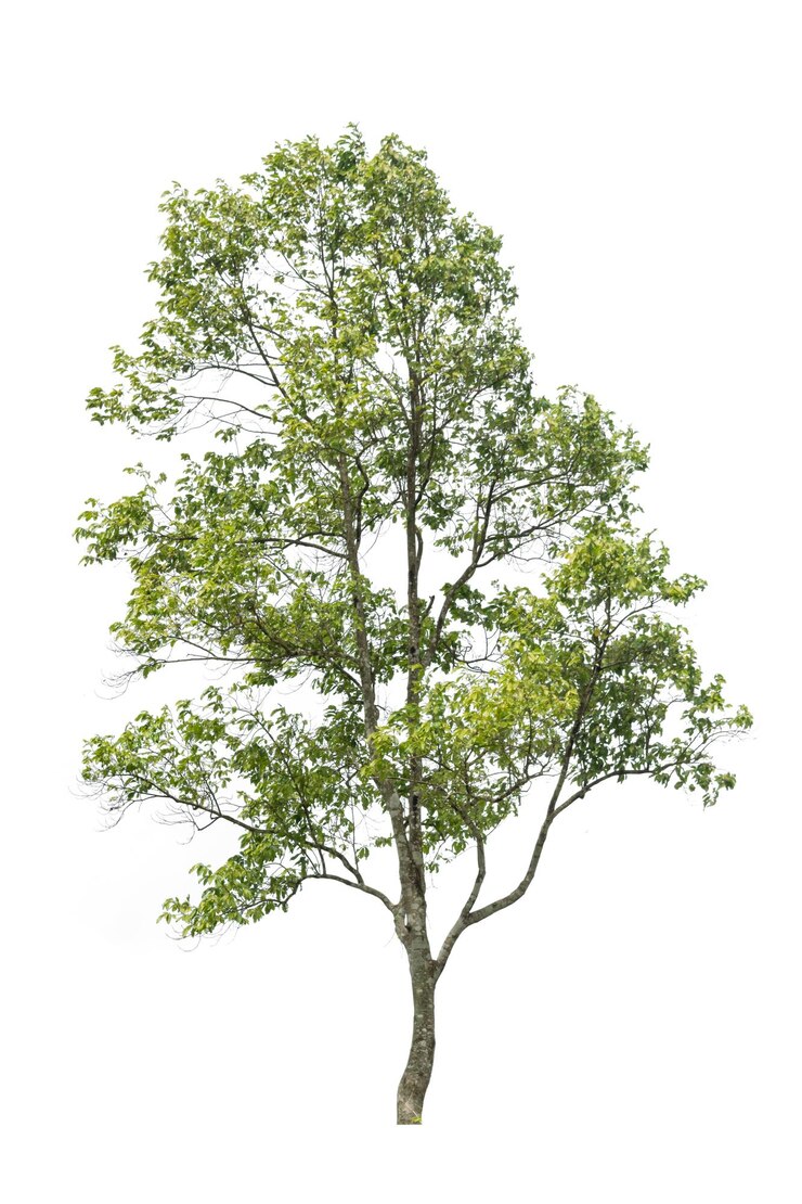 Ein einzelner lebendiger Baum auf dem weißen Hintergrund Ausschnitt Pflanzen- und Naturkonzept für Design