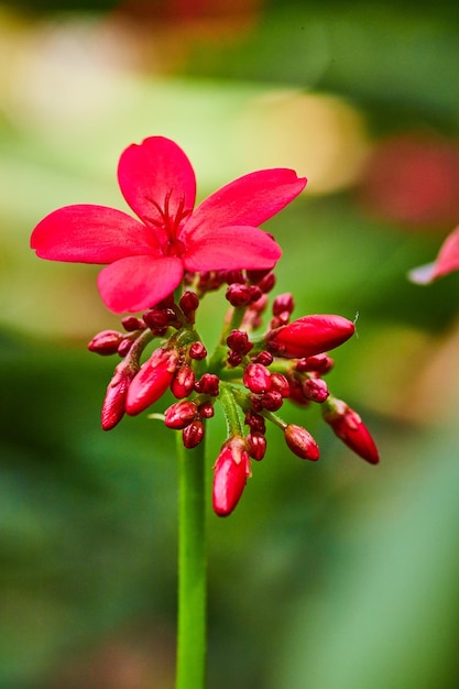 Ein einzelner Makro-Schuss von Peregrina-Stängel mit Spicy Jatropha Integerrim roten Blüten und Knospen