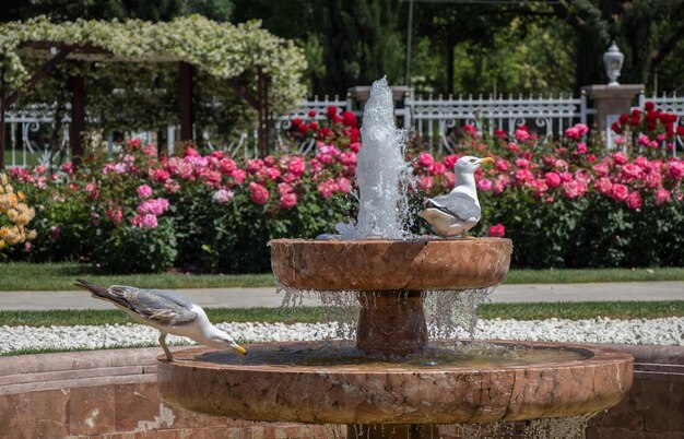 Ein einzelner Möwe im Park