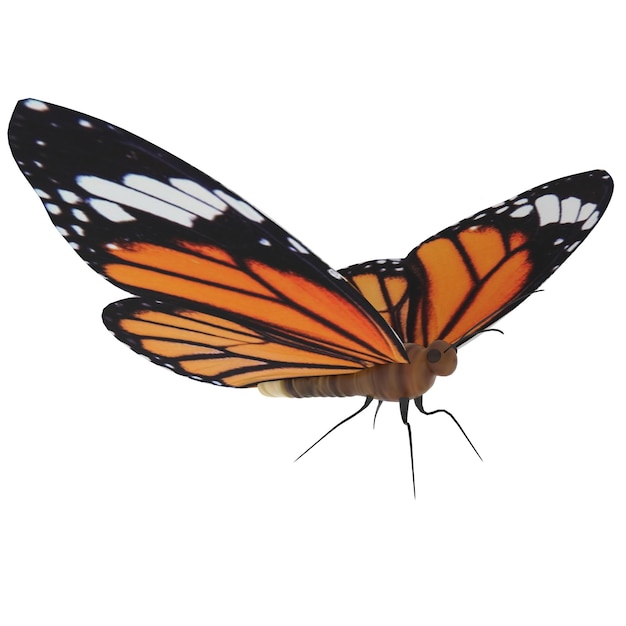 Ein einzelner Schmetterling auf weißem Hintergrund