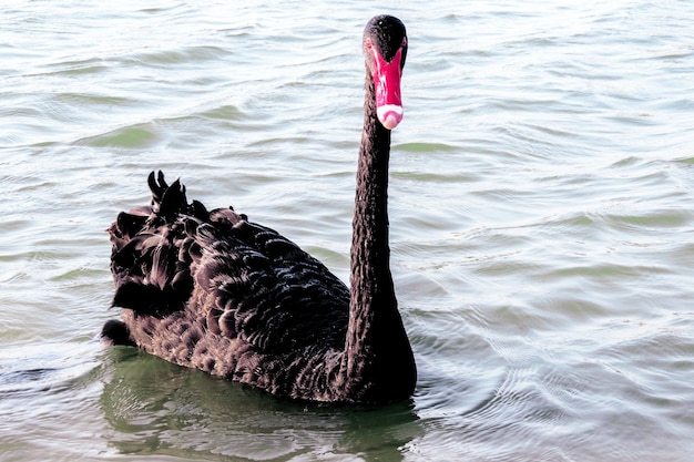 Foto ein einzelner schwarzer schwan mit rotem schnabel schwimmt im see