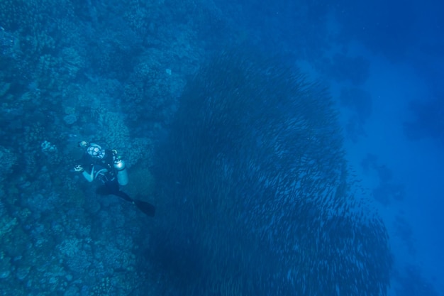 Ein einzelner Taucher in der Nähe einer großen Schule von kleinen Fischen im blauen Wasser