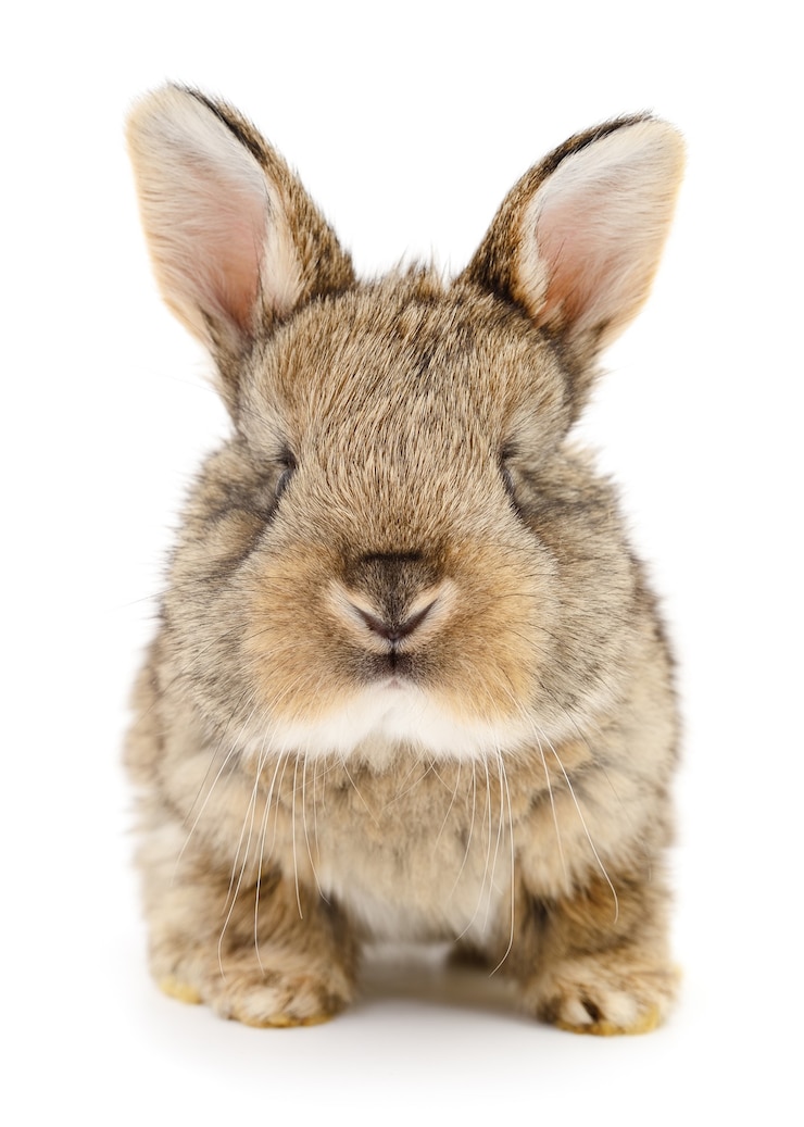 Foto ein einzelnes bild eines braunen kaninchen