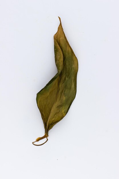 Ein einzelnes Blatt einer Hausblume auf weißem Hintergrund Isolieren Getrocknete Blätter von Dieffenbachia