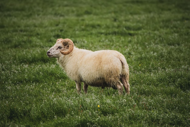 Ein einzelnes Schaf, das auf einer grünen Graswiese in Island weidet