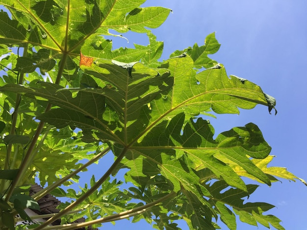 ein einzigartiger Papayabaum mit gelben Früchten
