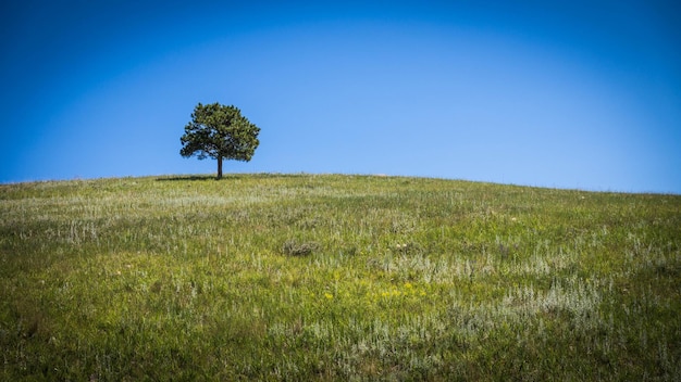 Foto ein einziger baum auf dem feld gegen den klaren blauen himmel