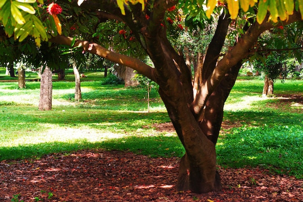 Foto ein einziger baum im park