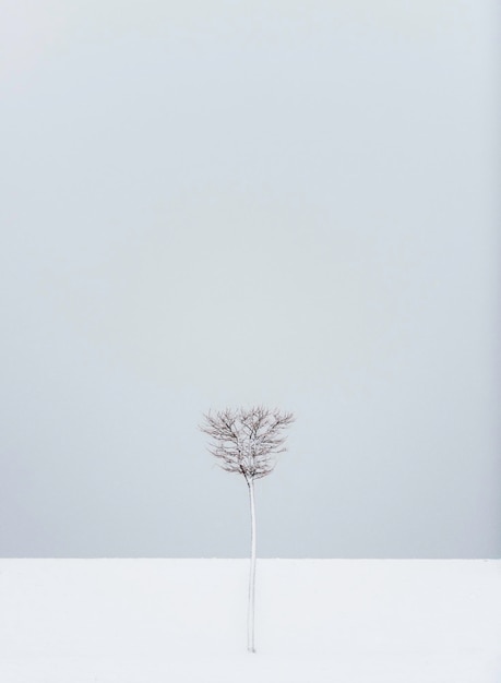 Foto ein einziger baum steht im schnee