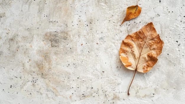 Ein einziges Blatt auf einer Zementoberfläche