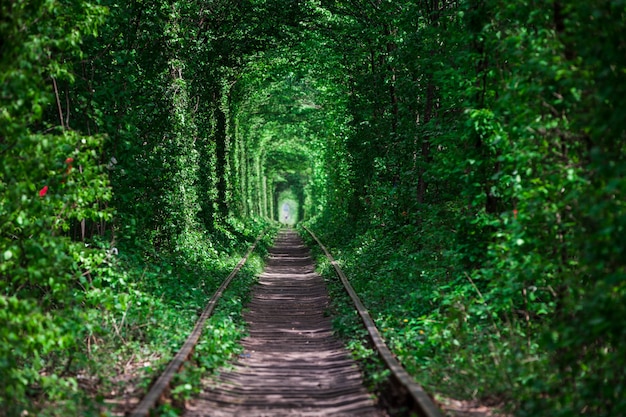 Ein Eisenbahntunnel im Frühjahr Wald der Liebe