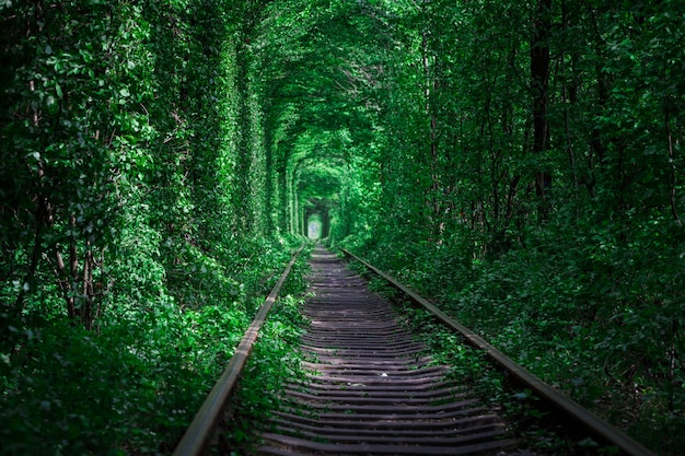 Ein Eisenbahntunnel im Frühjahr Wald der Liebe