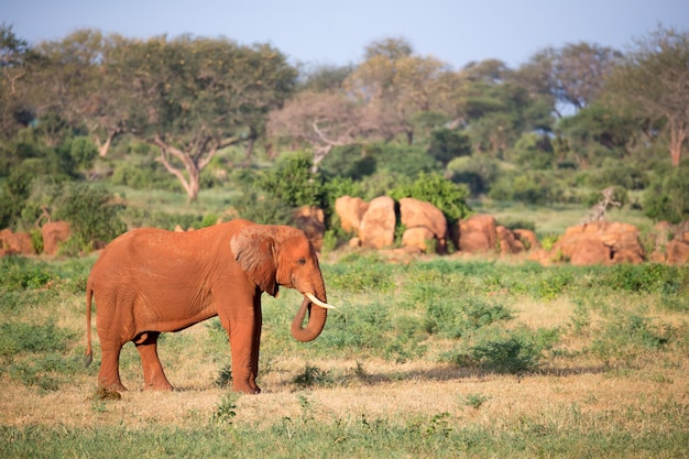 Ein Elefant auf dem Weg durch die Savanne