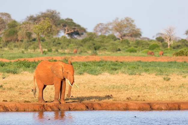 Ein Elefant auf dem Weg durch die Savanne