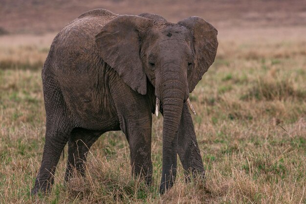 Foto ein elefant auf einem feld