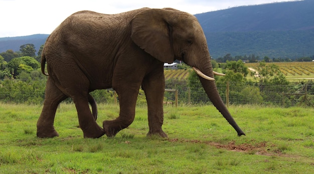 Foto ein elefant auf einem feld