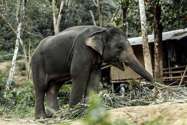 Ein Elefant geht im Dschungel spazieren.