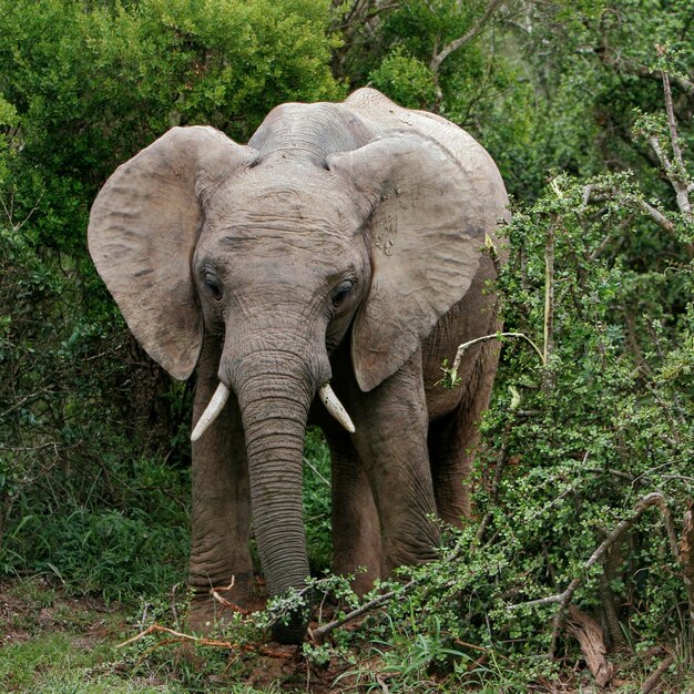 Foto ein elefant im gras